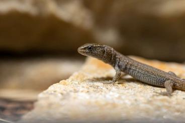 Echsen  kaufen und verkaufen Foto: Suche  Nachtechsen / Desert night lizard (Xantusia vigilis)