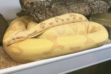 Boas kaufen und verkaufen Photo: 0.1 BCI Sunglow poss. Jungle