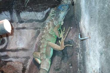 other lizards kaufen und verkaufen Photo: Grüner Leguanbock abzugeben