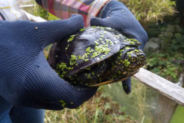 Sumpfschildkröten kaufen und verkaufen Foto:  Europ. Sumpfschildkröte, Emys orbicularis
