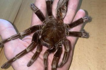 - bird spiders kaufen und verkaufen Photo: 1.0 pamphobeteus platyomma adult - bird spiders kaufen und verkaufen Photo: 1.0 pamphobeteus platyomma adult