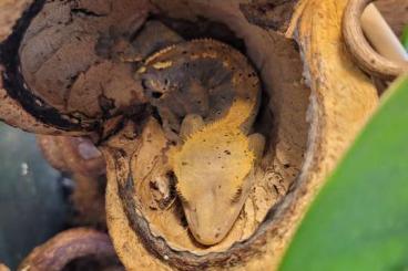 Geckos kaufen und verkaufen Photo: Biete Correlophus ciliatus 2.1