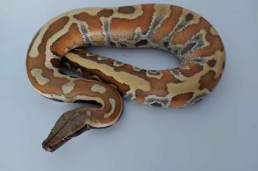 Pythons kaufen und verkaufen Foto: Wegen Bestandsveränderung mehrere Pythons günstig abzugeben