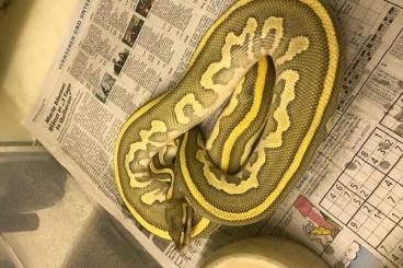 Ball Pythons kaufen und verkaufen Photo: Muss mich leider von meinen Königspythons trennen.