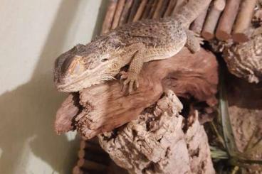 Bearded dragons kaufen und verkaufen Photo: Suche schönes Heim für ältere Bartagame Bearded dragons kaufen und verkaufen Photo: Suche schönes Heim für ältere Bartagame