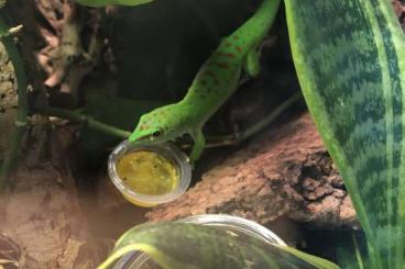 Geckos kaufen und verkaufen Photo: 2.0.0 Madagaskar Taggeckos - Phelsuma grandis 