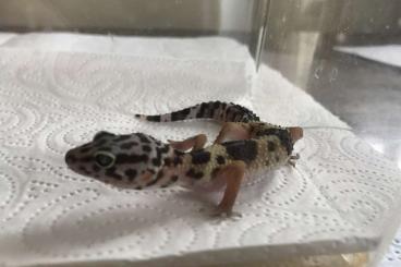 Geckos kaufen und verkaufen Foto: Leopardgeckos aus Hobbyzucht von 2021