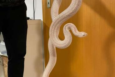 Schlangen kaufen und verkaufen Foto: pituophis melanoleucus melanoleucus patternless