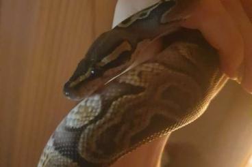 Ball Pythons kaufen und verkaufen Photo: Königspython GHi 2020 male PR snakes 