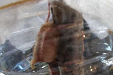 Insects kaufen und verkaufen Photo: Cocoons NEW Spodromantis sp. Livingstone Zambia Insects kaufen und verkaufen Photo: Cocoons NEW Spodromantis sp. Livingstone Zambia