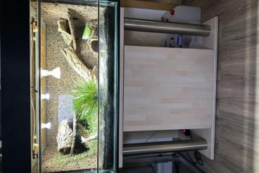 Enclosures kaufen und verkaufen Photo: Komplettes Terrarium inkl. Regenanlage usw. 