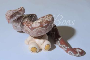 Boas kaufen und verkaufen Photo: Boa c.i. morphs babies and adults