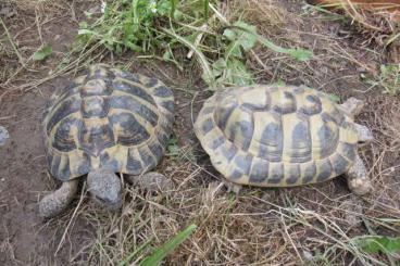 Landschildkröten kaufen und verkaufen Foto: Verkaufe zwei griechische Landschildkröten adult Landschildkröten kaufen und verkaufen Foto: Verkaufe zwei griechische Landschildkröten adult