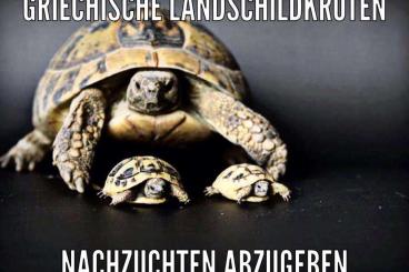 Landschildkröten kaufen und verkaufen Foto: Griechische Landschildkröten - Testudo hermanni  Nachzuchten von 2021 