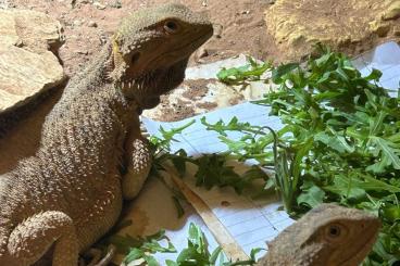 Bearded dragons kaufen und verkaufen Photo: 3 Bartagame suchen neues Zuhause