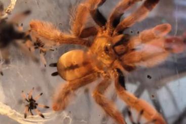Spinnen und Skorpione kaufen und verkaufen Foto: Abzugeben verschiedene Vogelspinnen