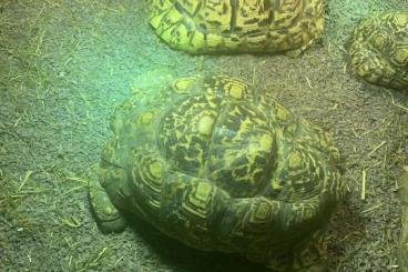 Turtles and Tortoises kaufen und verkaufen Photo: Verkaufe 3 Pantherschildkröten Weibchen groß