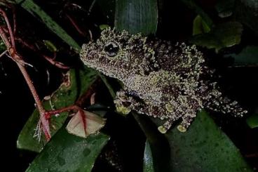 Frösche kaufen und verkaufen Foto: Suche weibliche vietnamesische Moosfrösche (Theloderma corticale) Frösche kaufen und verkaufen Foto: Suche weibliche vietnamesische Moosfrösche (Theloderma corticale)