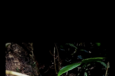 frogs kaufen und verkaufen Photo: Suche ausgewachsene Theloderma Corticale frogs kaufen und verkaufen Photo: Suche ausgewachsene Theloderma Corticale