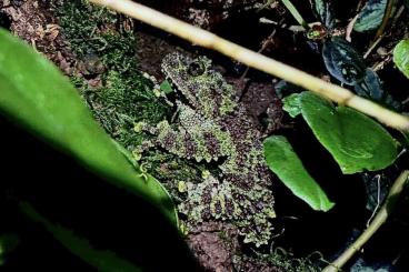 Frösche kaufen und verkaufen Foto: Suche ausgewachsene Theloderma Corticale Frösche kaufen und verkaufen Foto: Suche ausgewachsene Theloderma Corticale
