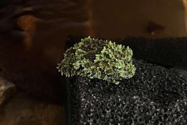 Frösche kaufen und verkaufen Foto: Suche Nachzuchten - Theloderma Corticale (Viatnamesicher Moosfrosch) Frösche kaufen und verkaufen Foto: Suche Nachzuchten - Theloderma Corticale (Viatnamesicher Moosfrosch)