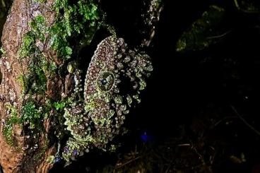 frogs kaufen und verkaufen Photo: Suche Theloderma NZ oder adulte Paare (1.1) frogs kaufen und verkaufen Photo: Suche Theloderma NZ oder adulte Paare (1.1)