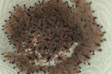 Vogelspinnen kaufen und verkaufen Foto: Biete Avicularia peru purple 0.0.100