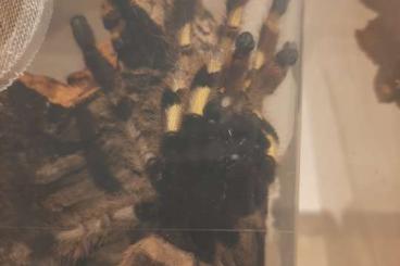 - bird spiders kaufen und verkaufen Photo: Biete Vogelspinnenmännchen