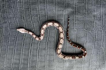Boas kaufen und verkaufen Photo: Boa c. imperator, pure Colombia Boas kaufen und verkaufen Photo: Boa c. imperator, pure Colombia