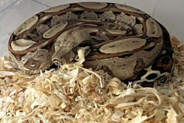 Boas kaufen und verkaufen Foto: Boa c. imperator, pure Colombia