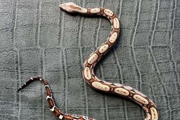 Boas kaufen und verkaufen Photo: Boa c. imperator, Kolumbien Boas kaufen und verkaufen Photo: Boa c. imperator, Kolumbien