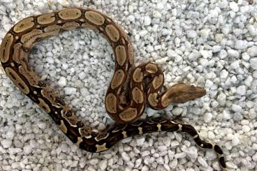 Boas kaufen und verkaufen Photo: Boa c. imperator, Kolumbien Boas kaufen und verkaufen Photo: Boa c. imperator, Kolumbien