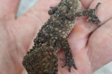 Geckos kaufen und verkaufen Foto: Nephrurus Deleani, Nephrurus Asper 