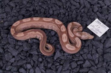 Boas kaufen und verkaufen Foto: Boa constrictor morphs for prague 