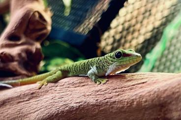 Geckos kaufen und verkaufen Photo: Große Madagaskar Taggeckos