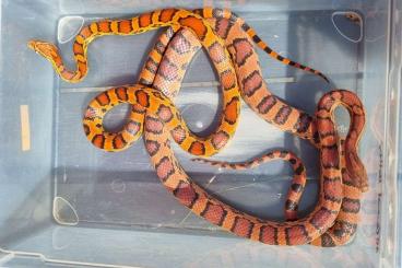 Nattern ungiftige  kaufen und verkaufen Photo: 1,1 Pantherophis guttatus okeetee