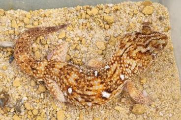 Geckos kaufen und verkaufen Foto: Chondrodactylus angulifer 1,0 Nz 22