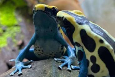 Poison dart frogs kaufen und verkaufen Photo: Suche Pfeilgiftfrösche (Tinctorius)