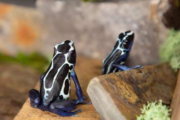 Pfeilgiftfrösche kaufen und verkaufen Foto: Suche Pfeilgiftfrösche (Tinctorius, Phyllobates)