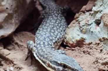Warane kaufen und verkaufen Foto: 1.0 Varanus acanthurus "Red Ackie" 2022