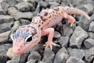 Geckos kaufen und verkaufen Foto: Leopardgeckos ENZ 2022 (vers. Morphe)