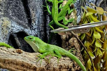Lizards kaufen und verkaufen Photo: Fidschileguan Weibchen 0.3