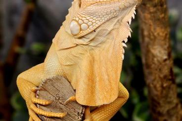 Echsen kaufen und verkaufen Foto: Biete 1.1 Albino Leguane Echsen kaufen und verkaufen Foto: Biete 1.1 Albino Leguane