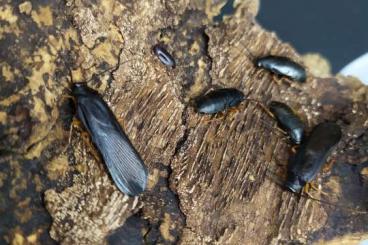 Insekten kaufen und verkaufen Foto: Cockroaches for Hamm 9.3.2024