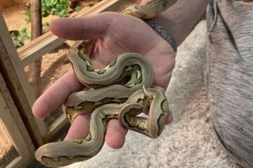 Snakes kaufen und verkaufen Photo: Platinum Netzpytohn Weibchen 2022