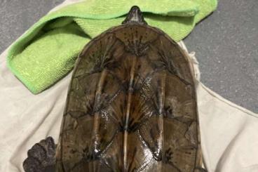 Sumpfschildkröten kaufen und verkaufen Foto: 1.0 Staurotypus Triporcatus Adult