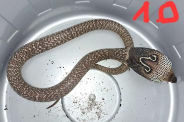 Venomous snakes kaufen und verkaufen Photo: 1,1 Naja naja Brillenschlange Venomous snakes kaufen und verkaufen Photo: 1,1 Naja naja Brillenschlange