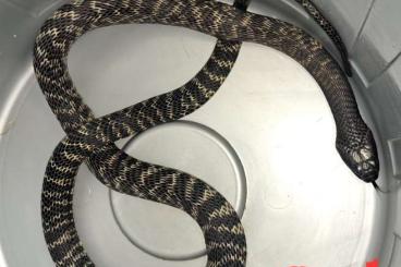 Snakes kaufen und verkaufen Photo: Naja nigricincta nigricincta 1,1 Snakes kaufen und verkaufen Photo: Naja nigricincta nigricincta 1,1