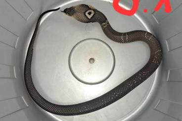 Venomous snakes kaufen und verkaufen Photo: 1,1 Naja kouthia Monokelkobra Venomous snakes kaufen und verkaufen Photo: 1,1 Naja kouthia Monokelkobra