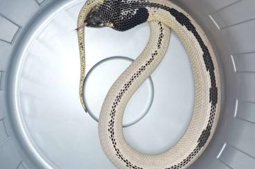 Venomous snakes kaufen und verkaufen Photo: 1,1 Naja siamensis Siamesische Speikobra Venomous snakes kaufen und verkaufen Photo: 1,1 Naja siamensis Siamesische Speikobra